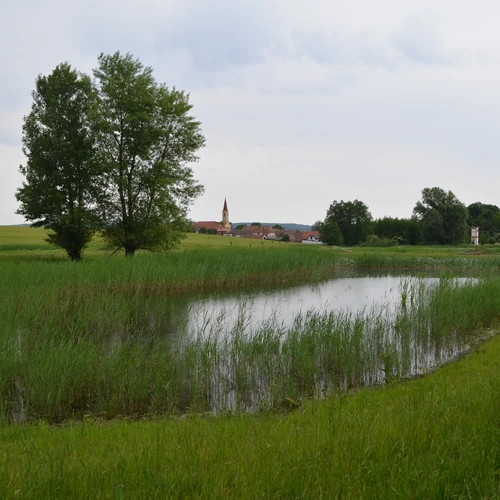 Mokřadní prvky v k ú Petrovice u Mor Krumlova (1)