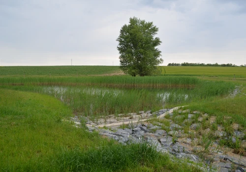 Mokřadní prvky v k ú Petrovice u Mor Krumlova (6)