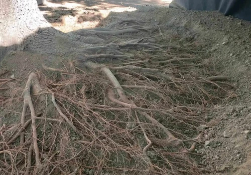 Park na Moravském náměstí