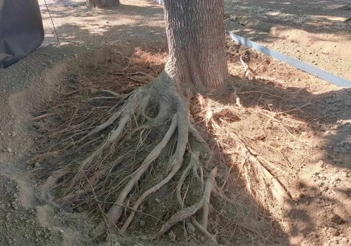 Park na Moravském náměstí