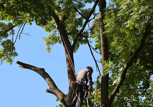 zkusit oříznout na velkou